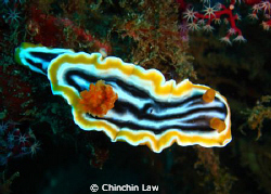magnificent chromodoris by Chinchin Law 